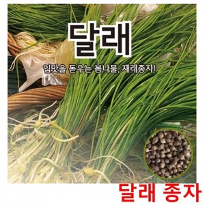 달래씨앗종자 봄철무침나물 달래(400g)