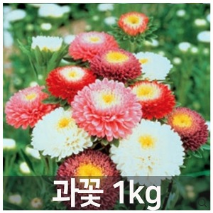 꽃씨앗 혼합과꽃(1kg) C29