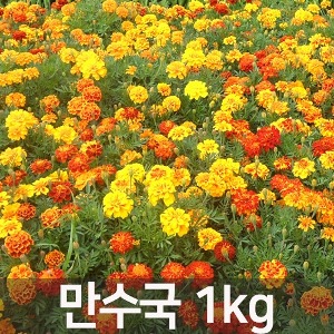꽃씨앗 만수국 (레드,옐로우,혼합) (1kg) C27